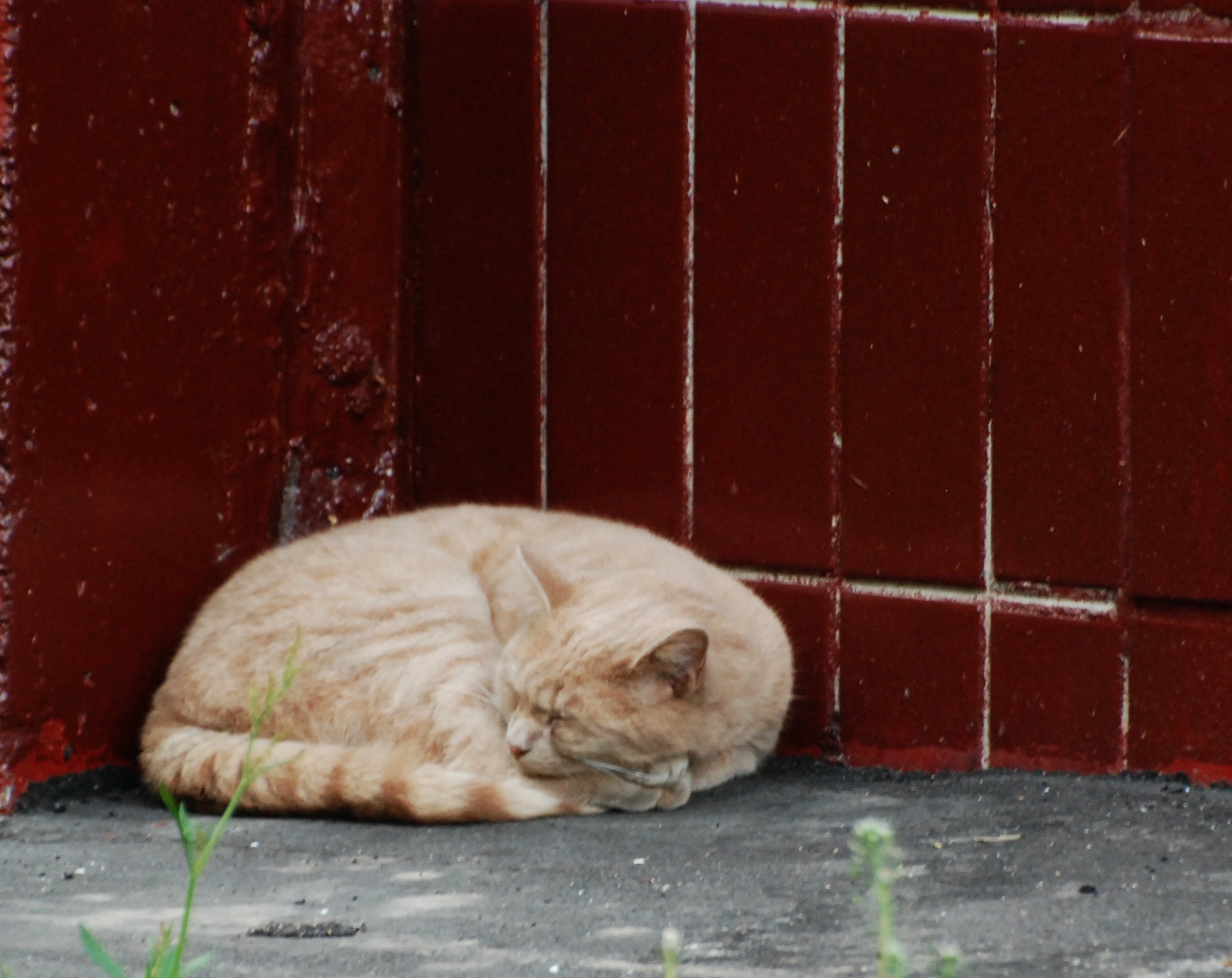 Правда животное. Парк кошек. Red Feline. Gato gav.